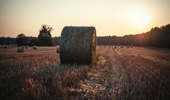 Bela słomy na polu